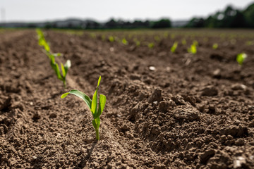 A young crop of corn on a dry farm field in rural England, UK