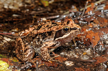 Iberian stream frog / Spanischer Frosch (Rana iberica) - Peneda-Gerês, Portugal