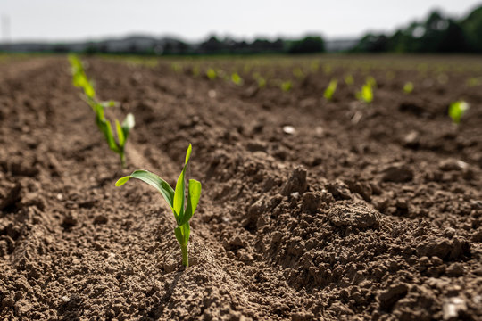 A Young Crop Of Corn On A Dry Farm Field In Rural England, UK