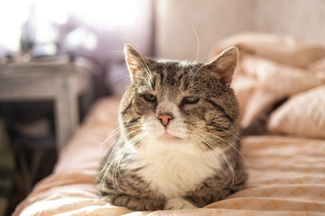 lazy and cute tabby cat stay on a bed at home