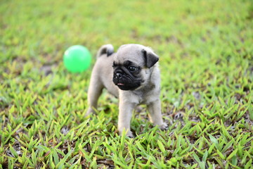 Cute puppy brown Pug playing with ball in green lawn