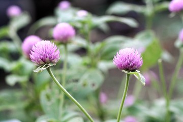 Obraz premium flower of a thistle flower, Globe Amaranth, pink and purple flower represent beautiful of nature, refreshing feeling and relax
