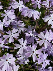 Phlox subulata 'Coral Eye'