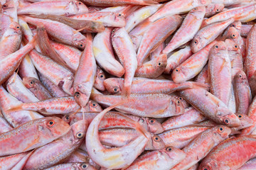 top view of fresh Mediterranean red mullets in a market