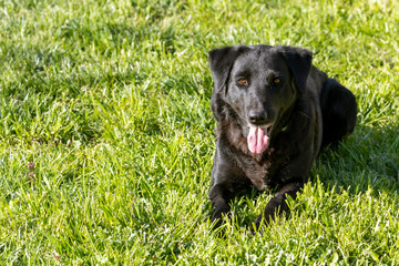 Black mixed-breed labrador border collie dog waiting in the grass to play.