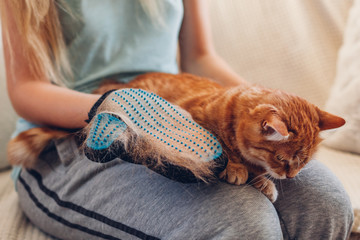 Brushing cat with glove to remove pets hair. Woman taking care of animal combing it with hand...