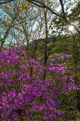 夕陽とツツジ、宝塚