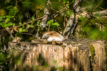 Naklejka na ściany i meble Mushrooms on a tree stump