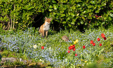 An adult fox overseeing her young fox cub in a flower garden in England