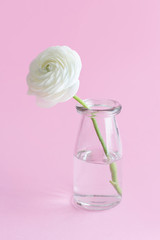 Spring composition with a white flower in a glass jar  on a light pink background