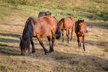 Auvergne horse, horse mare and foals grazing in french summer countryside.