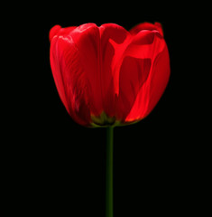 Single red tulip flower on dark background