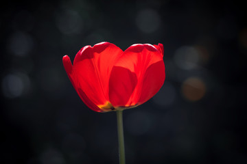 Single red tulip flower on dark background