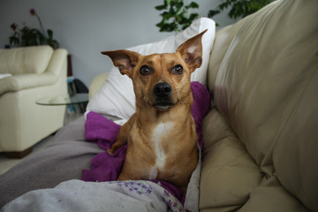 Mascota en el sillon