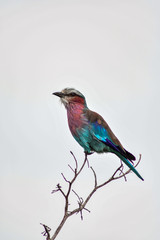 colorful bird in Africa