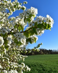 blooming Cherry tree