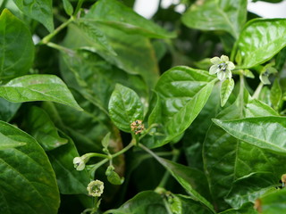 Weiße Blüte  von Mini Habaneros vor den grünen Blättern der Chili-Pflanze 