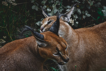 playing lynx in the wilderness
