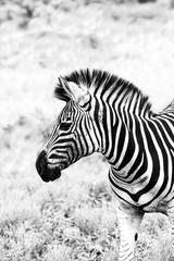 Fototapeta na wymiar baby zebra close up