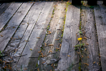 a wooden bridge near the river