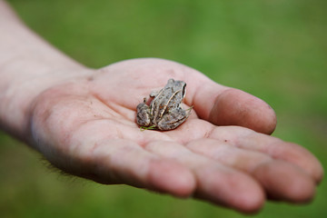Frog on the palm