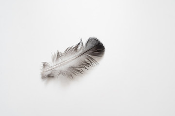 grey feather bird on a white background.