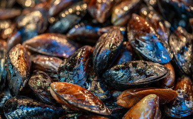 fresh mussels on the sea food market