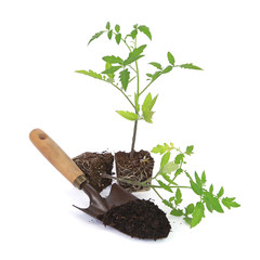 Pieds de tomates avec plantoir et terreau	