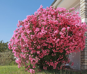Nerium oleander	