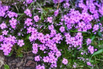 purple flowers in the garden