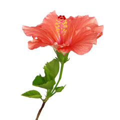 Fototapeta premium Fleurs d'Hibiscus orangée
