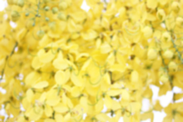golden stars background. Beautiful yellow flowers blurred background.