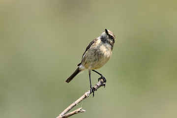 tarabilla hembra posada y mirando al cielo  (saxicola rubicola) Marbella Andalucía España 