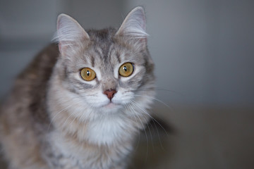Gray fluffy cat sits on the floor.