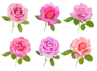 Rose set isolated on white background.