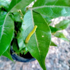 caterpillar on leaf