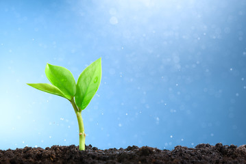 New life concept. A small green sprout on blue background. Photo with bokeh.