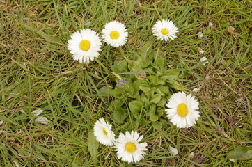 Spring park. White and yellow daisies bloom on a green lawn.