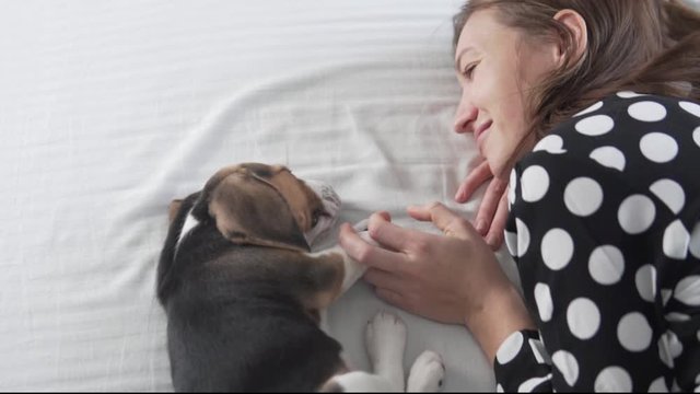 A beautiful woman sleeps in bed with a cute little puppy beagle. Puppy at home