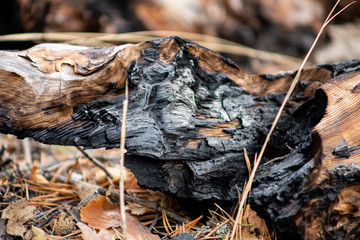 texture of burned wood in the forest, charred wall of boards, burnt wood after a forest fire, coals and wood