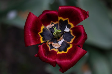 red and yellow tulip