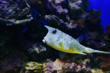Exotic spotted horned fish concept Bionic Car