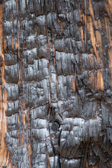 texture of burned wood in the forest, charred wall of boards, burnt wood after a forest fire, coals...