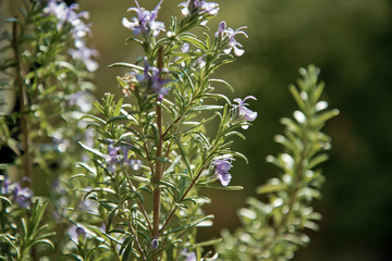 Rosmarin blüten