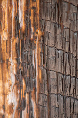 texture of burned wood in the forest, charred wall of boards, burnt wood after a forest fire, coals and wood
