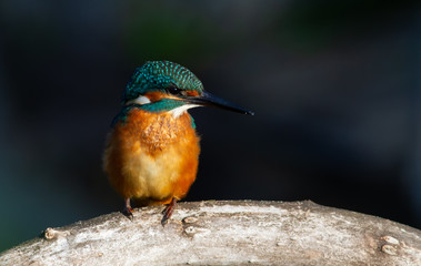 Common kingfisher, European kingfisher, Alcedo atthis. In the early morning, the bird sits on a beautiful old branch. The sun beautifully illuminates the model