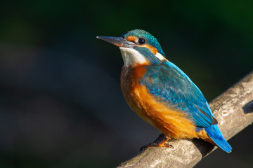Common kingfisher, European kingfisher, Alcedo atthis. In the early morning, the bird sits on a beautiful old branch. The sun beautifully illuminates the model