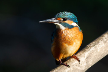 Common kingfisher, European kingfisher, Alcedo atthis. In the early morning, the bird sits on a beautiful old branch. The sun beautifully illuminates the model