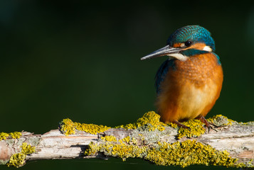 Common kingfisher, European kingfisher, Alcedo atthis. In the early morning, the bird sits on a beautiful old branch. The sun beautifully illuminates the model