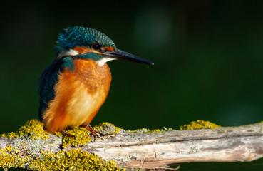 Common kingfisher, European kingfisher, Alcedo atthis. In the early morning, the bird sits on a beautiful old branch. The sun beautifully illuminates the model